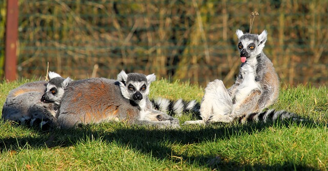 lemuriens madagascar